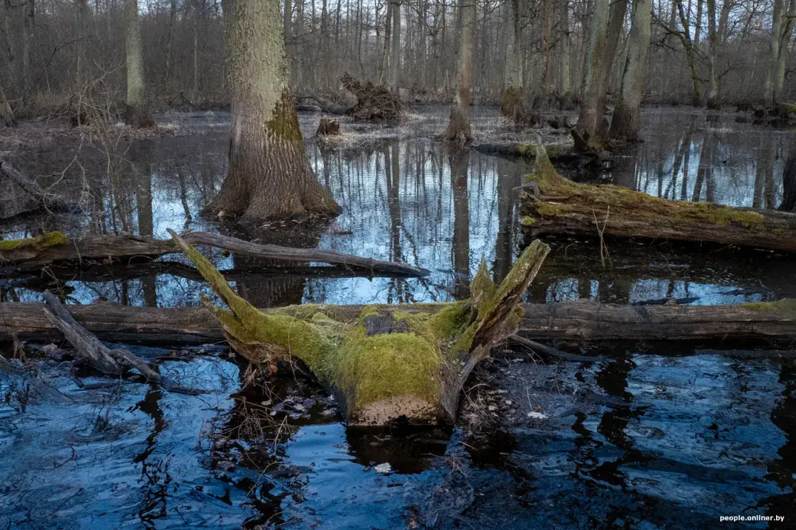Половодье Припяти — на красивых фото