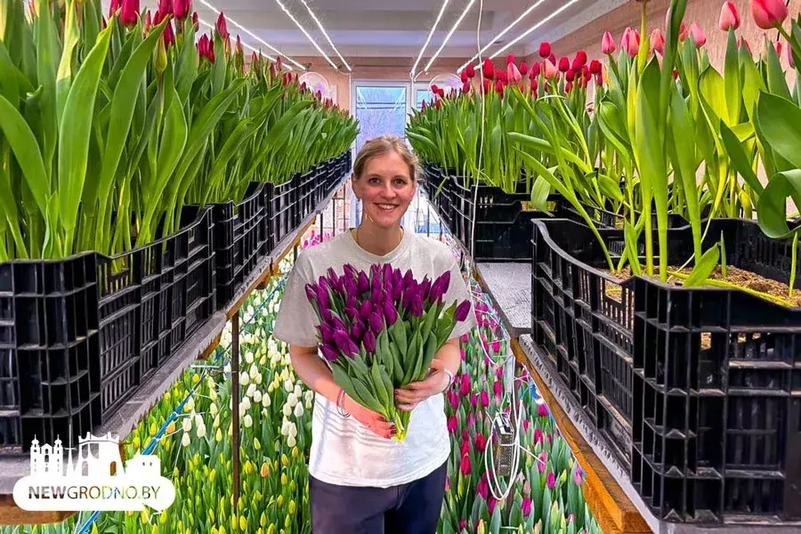 Семья из Гродно вырастила 15 тысяч тюльпанов прямо у себя дома