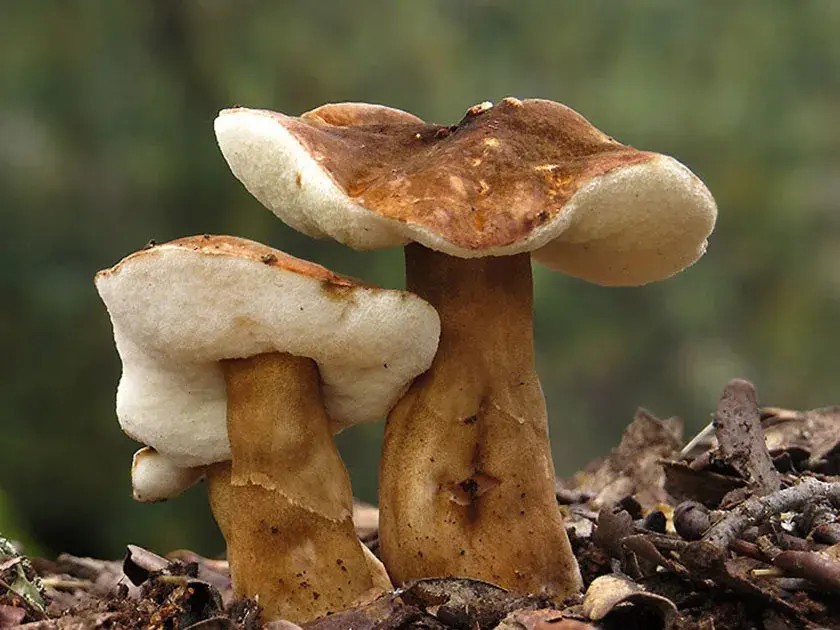 Грибники, золотистую сыроежку и ещё три съедобных гриба занесли в Красную книгу
