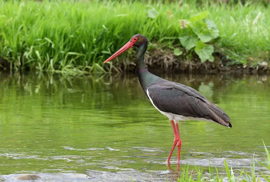 В Беларуси выбирают Птицу года-2026. Голосуйте и вы!