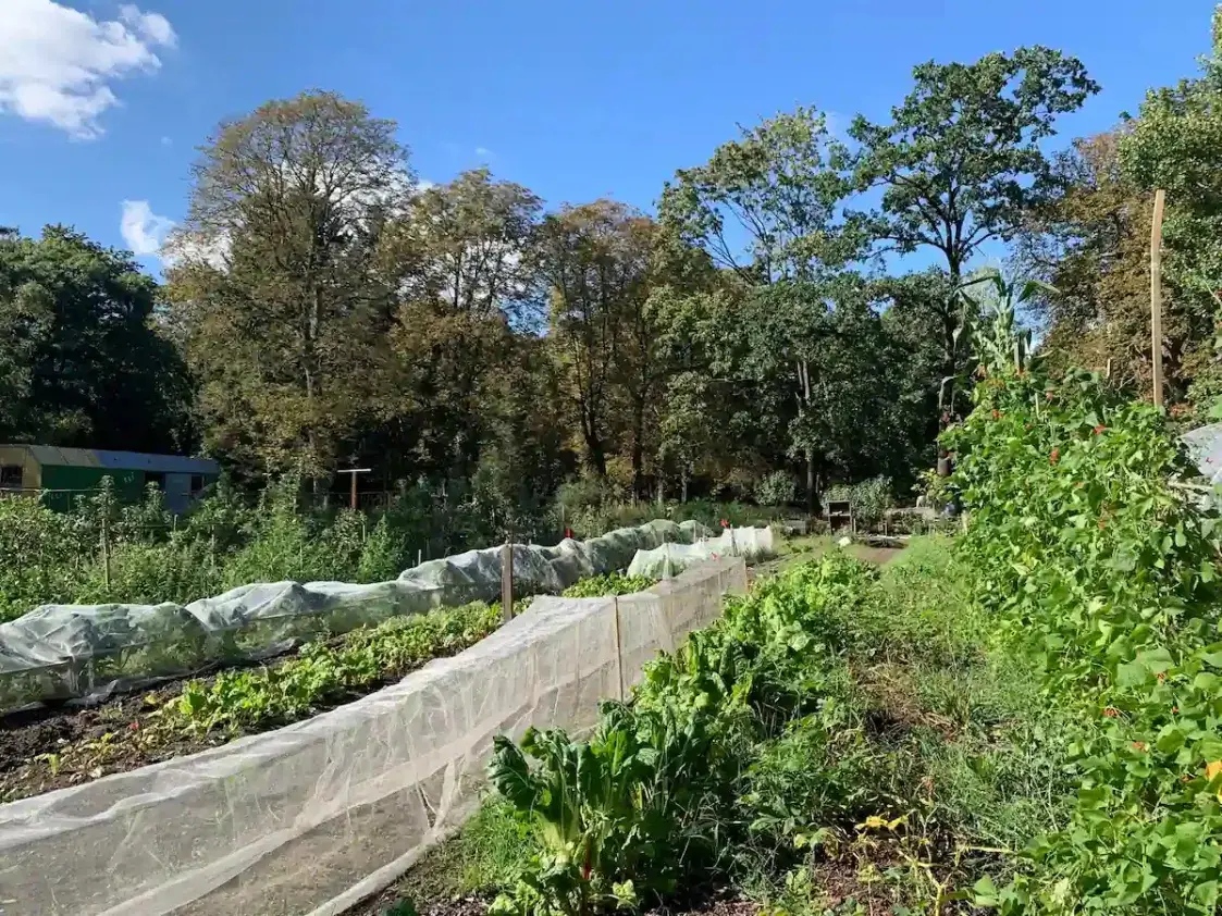 Советы тем, кто хочет завести огородик в городе
