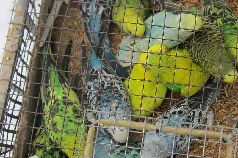 800 папугаяў не прапусцілі з Расіі ў Беларусь