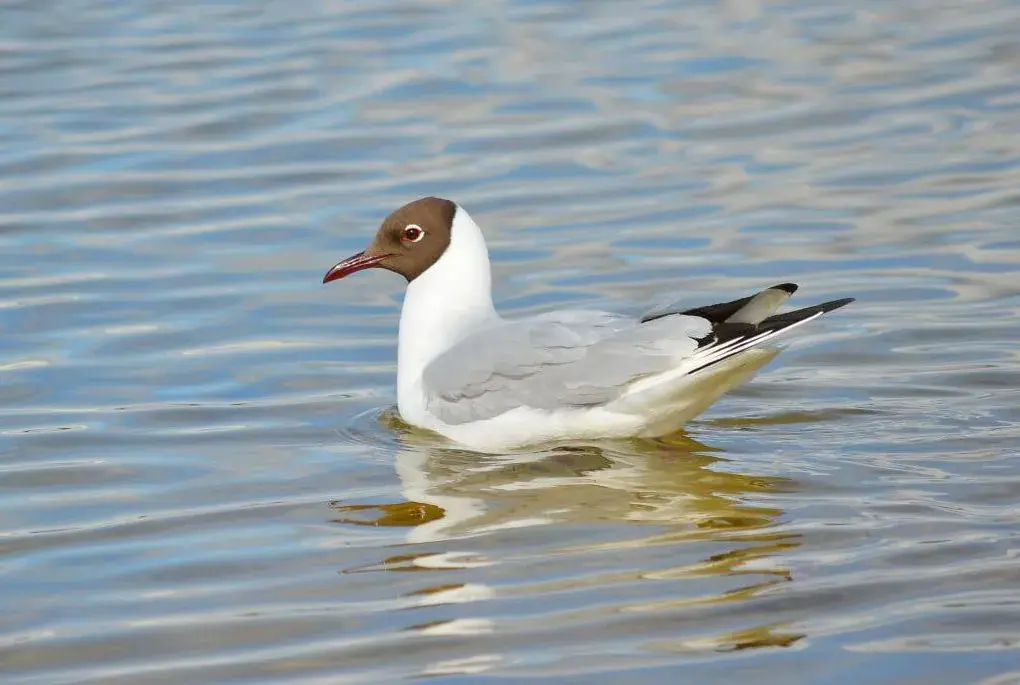 В Беларуси выбирают Птицу года-2026. Голосуйте и вы!