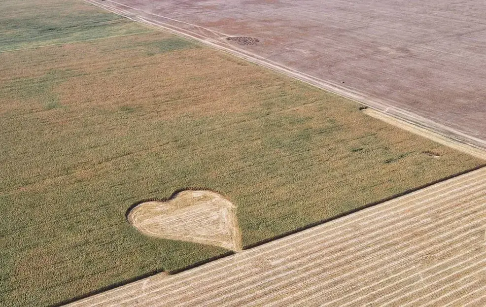 Каля Дзятлава на кукурузным полі з'явілася 100-метровае сэрца