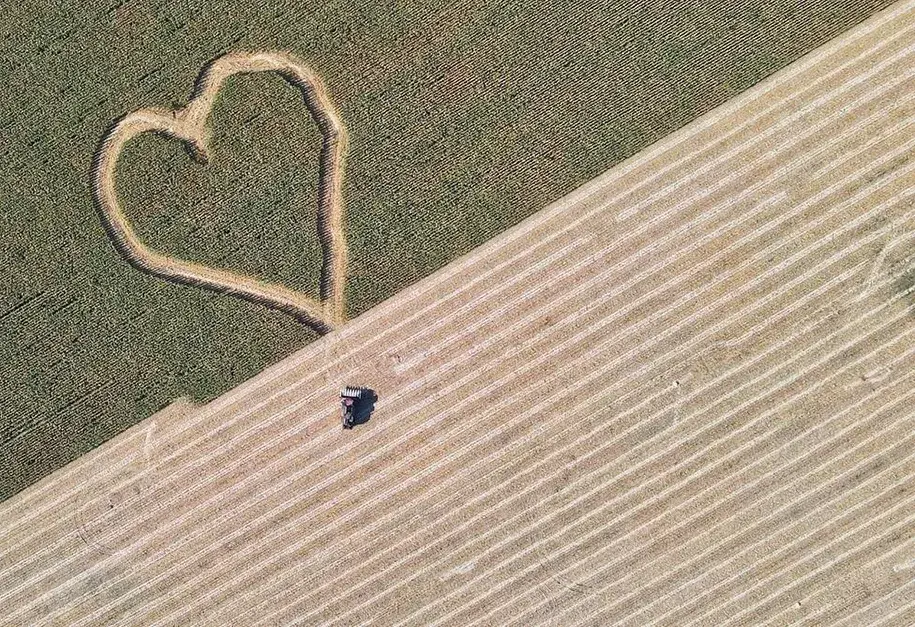 Каля Дзятлава на кукурузным полі з'явілася 100-метровае сэрца