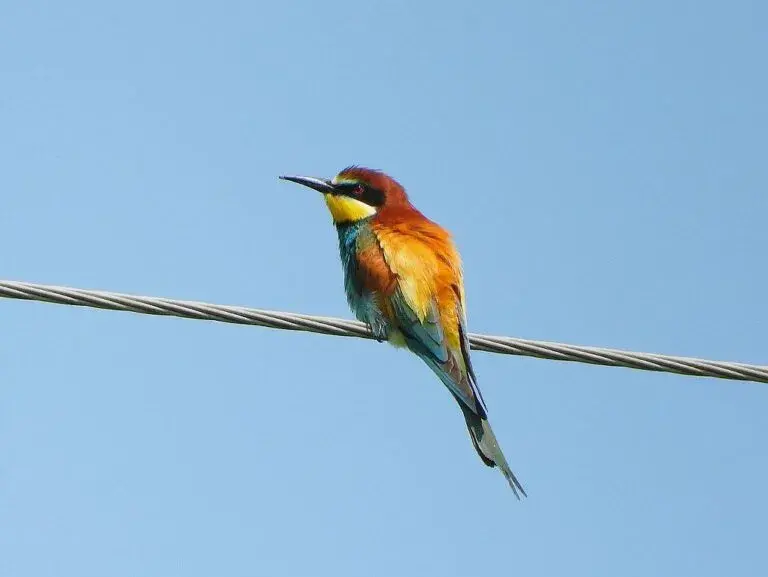 В Беларуси выбирают Птицу года-2026. Голосуйте и вы!