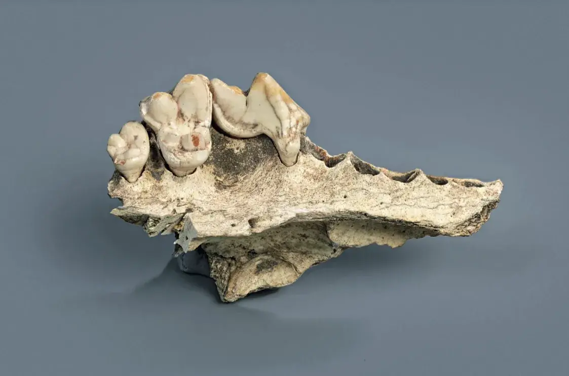 Доказано: собаки жили рядом с людьми на 5 тысяч лет раньше, чем считалось