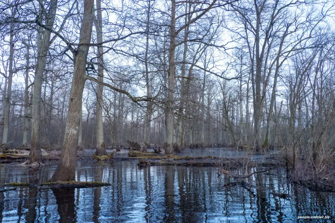 Половодье Припяти — на красивых фото