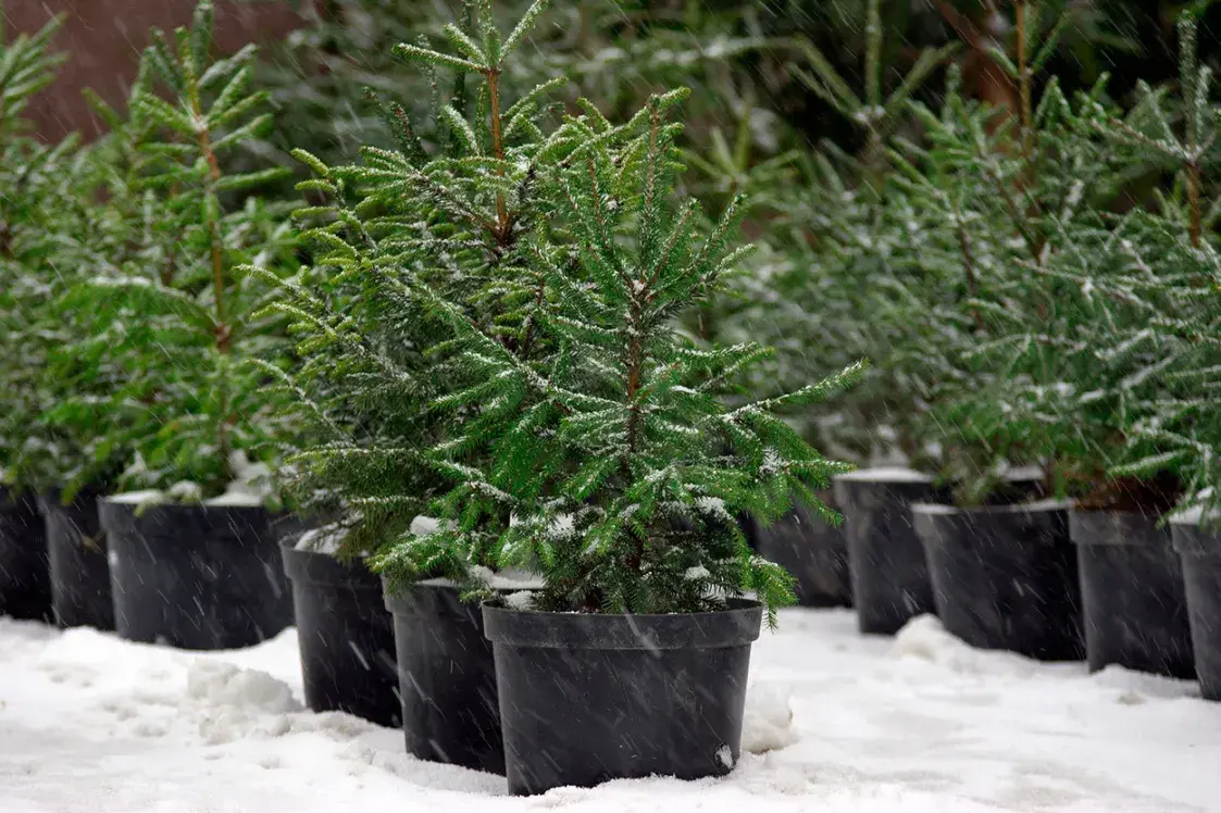 Цены на ёлки в Минске
