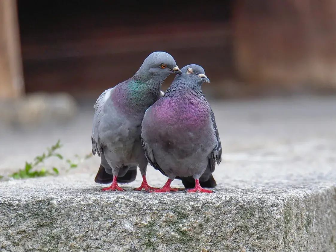 Европа восстанавливает природу, но это не остановит охоту на голубей — #ИхНравы