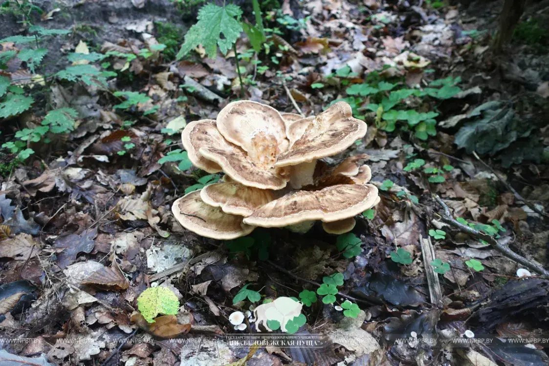 Новы для Беларусі грыб знайшлі ў Белавежскай пушчы