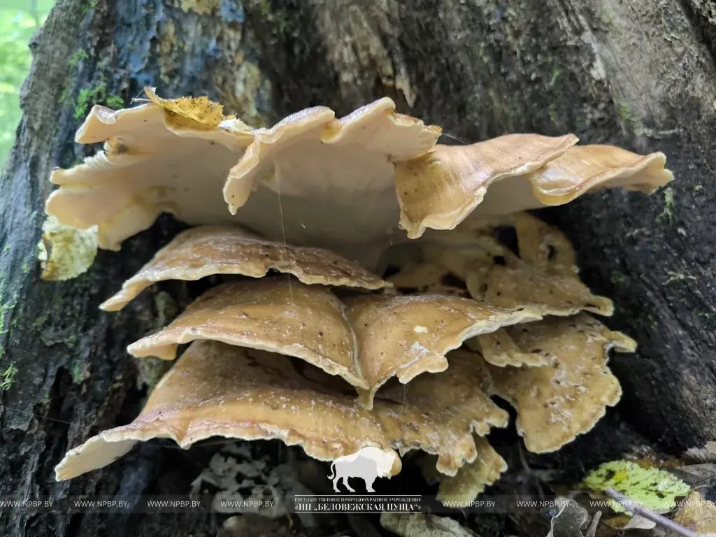 Новы для Беларусі грыб знайшлі ў Белавежскай пушчы