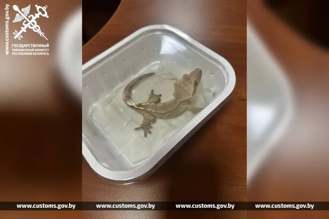 Жывую кантрабанду везла расіянка з Польшчы праз Брэст 