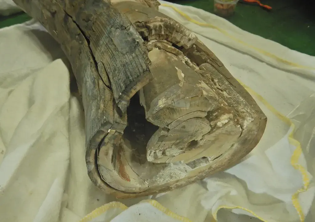 Біўні маманта выявілі ў нямецкага турыста, які ехаў з Беларусі