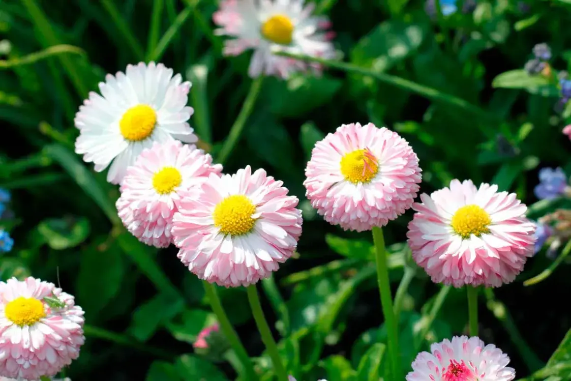 Живые цветы вместо пластика: как сделать могилу красивой и экологичной