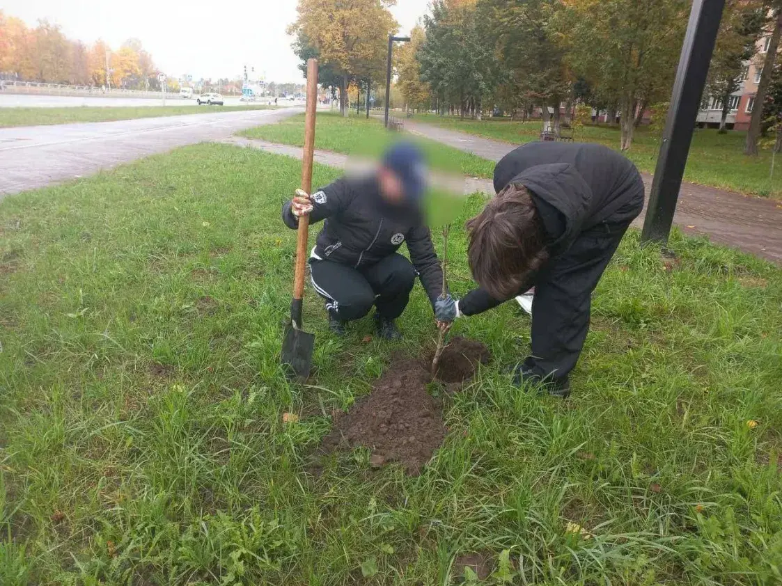 У Барысаве школьнікаў, якія здзейснілі вандалізм, прымусілі саджаць дрэвы