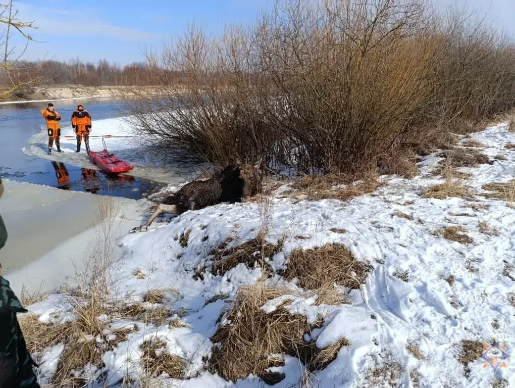 У Гомельскім раёне выратавалі лася, які праваліўся пад лёд