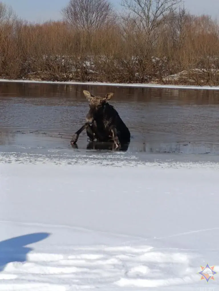 У Гомельскім раёне выратавалі лася, які праваліўся пад лёд