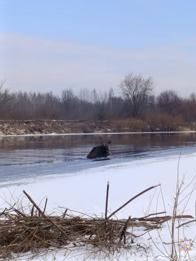У Гомельскім раёне выратавалі лася, які праваліўся пад лёд