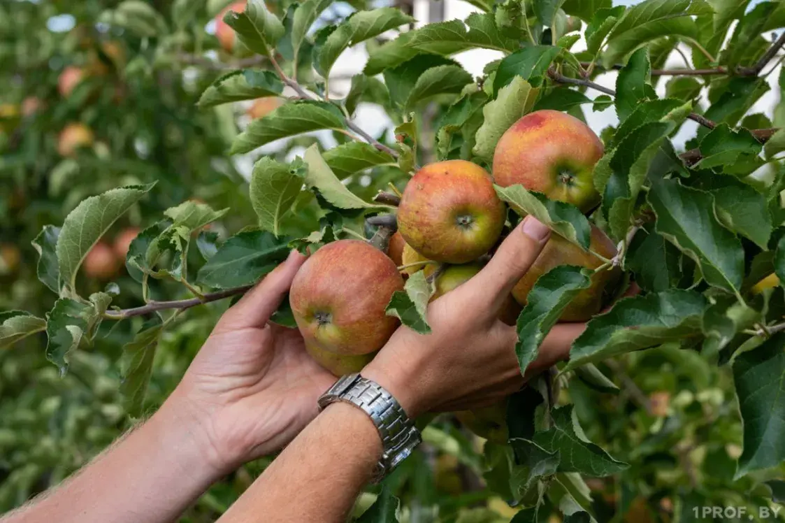 “Яблок в этом году не будет”. Эксперт — об урожае-2025