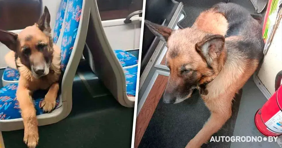 Аўчарка Найда катаецца "зайцам" па Гродне