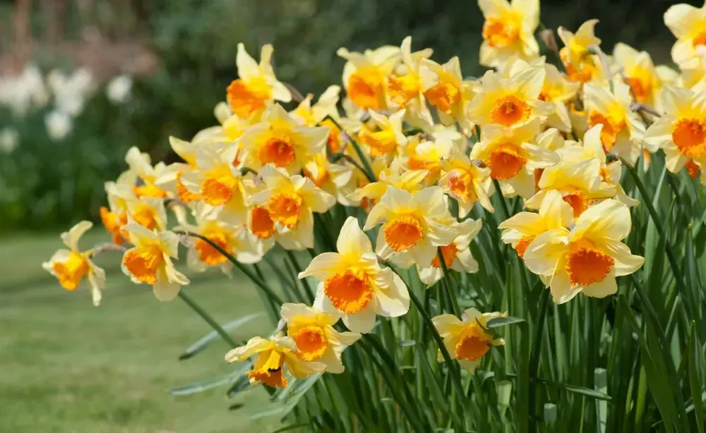 Живые цветы вместо пластика: как сделать могилу красивой и экологичной