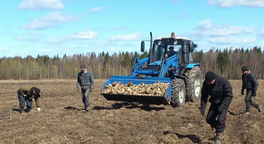 Животных меньше, людей нет: почему деградирует сельское хозяйство?