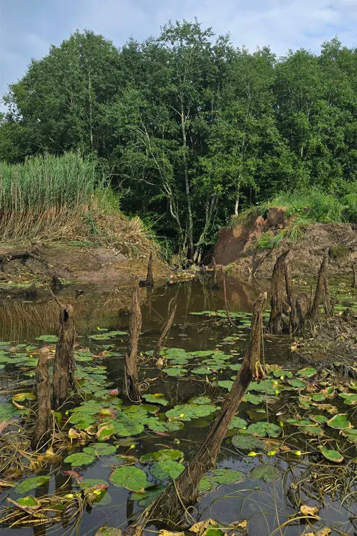 У Лепельскім раёне бабёр асушыў цэлае возера