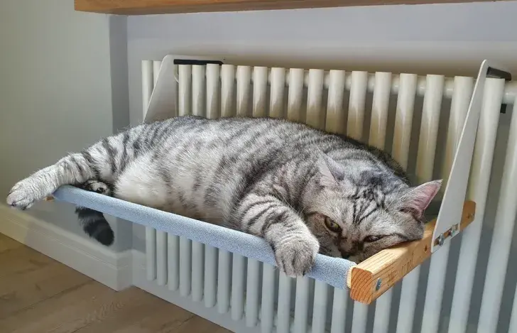 Надвор'е ў Беларусі
