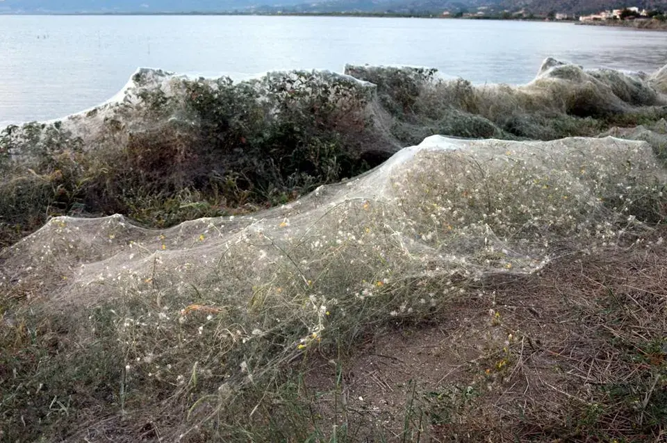 Горад у Грэцыі апынуўся пад густой павуцінай (фота, відэа)