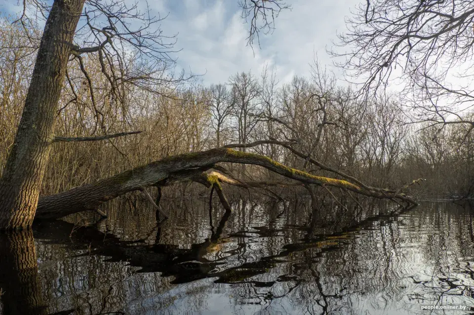 Половодье Припяти — на красивых фото