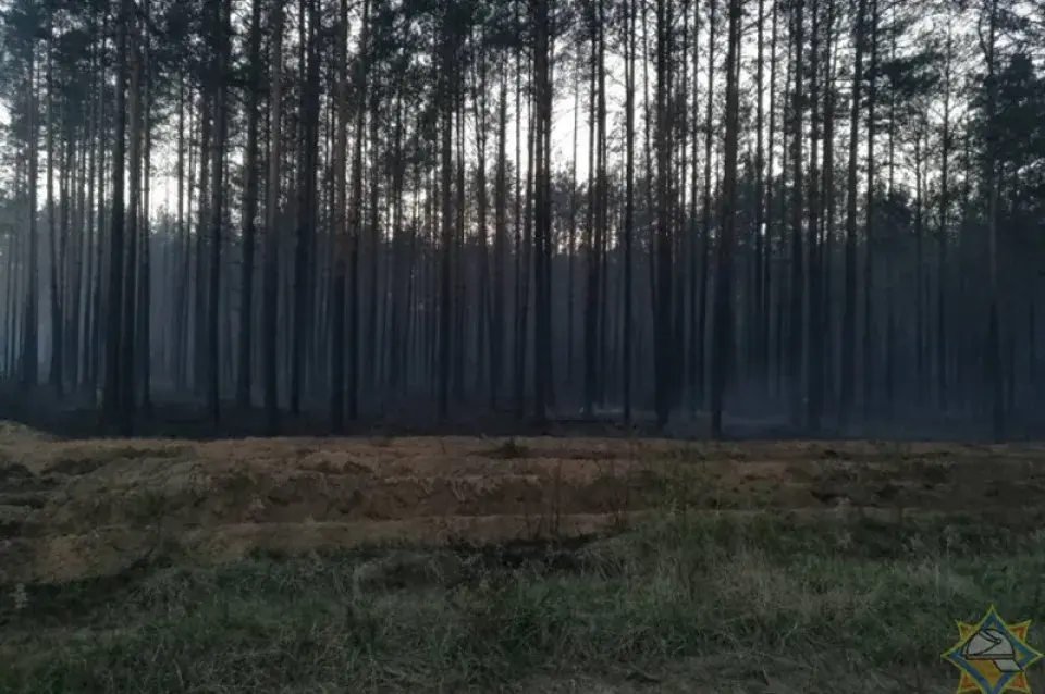 У Баранавіцкім раёне восем гадзінаў тушылі лясны пажар