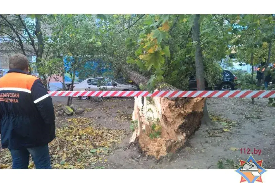 У Мінску ад моцнага ветру дрэвы падалі на аўтамабілі (фота)