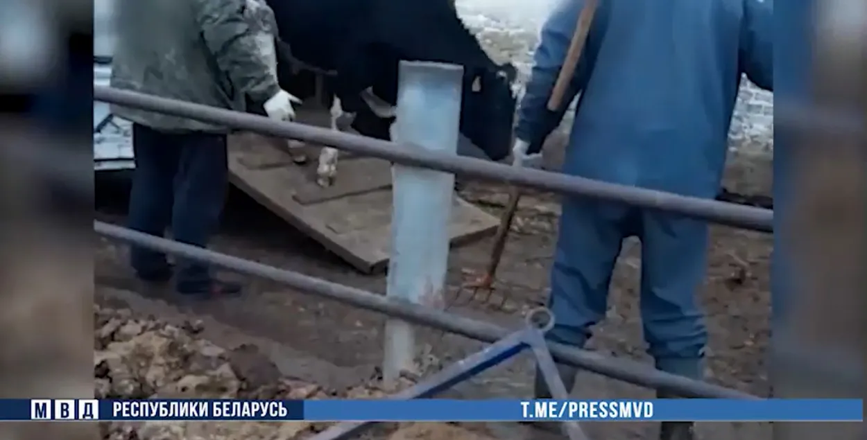 Скриншот видео с ворованными коровами / МВД
