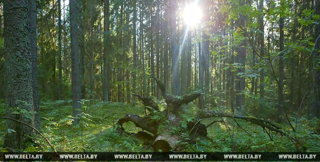 У Докшыцкім раёне знайшлі 82-гадовую мінчанку, якая заблукала ў лесе