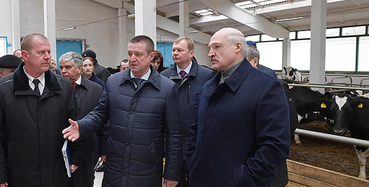 Леонид Заяц (в центре) рассказывает Лукашенко о коровах / president.gov.by