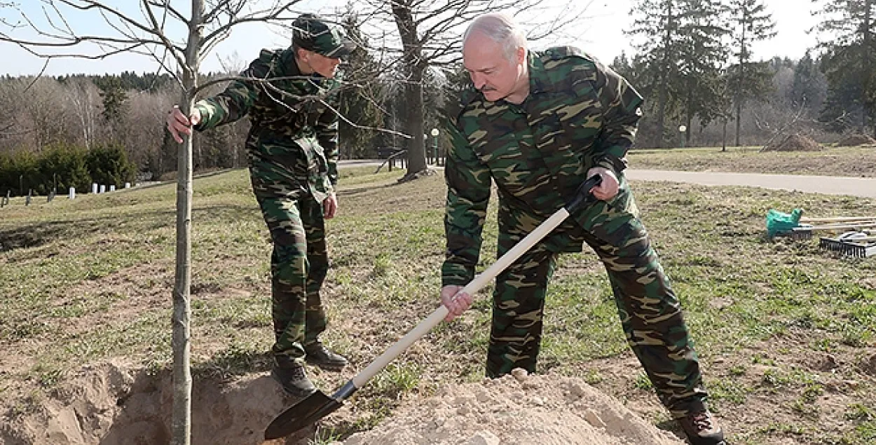 На суботніку Аляксандр Лукашэнка з Колем садзілі дубы на "Лініі Сталіна"