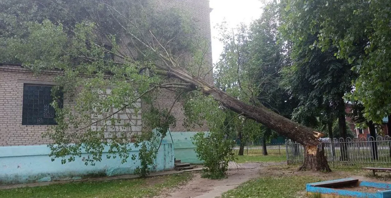 Сломанное дерево / mogilev.online​