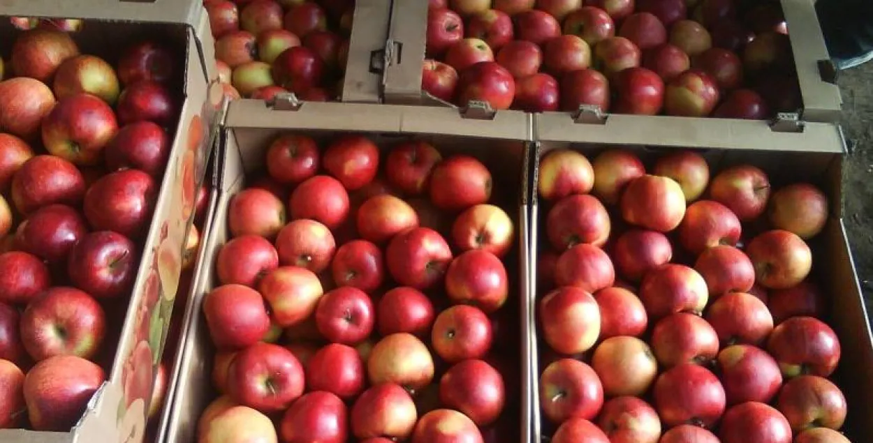 У Расіі знішчылі больш за 19 тон украінскіх яблык, якія прывезлі з Беларусі