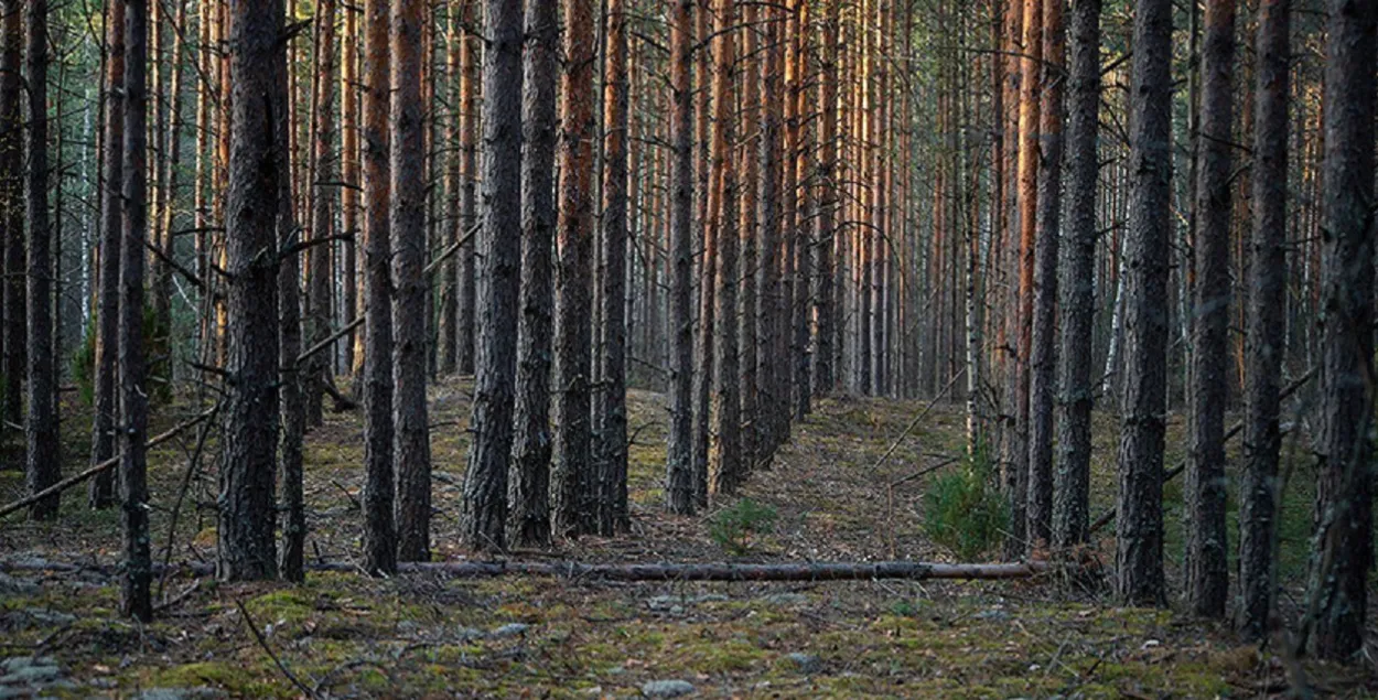 Лес вясной / bragin.by
