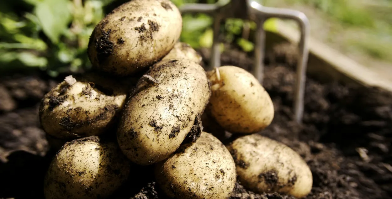 В Минсельхозпроде назвали причины, по которым Беларусь импортирует картофель