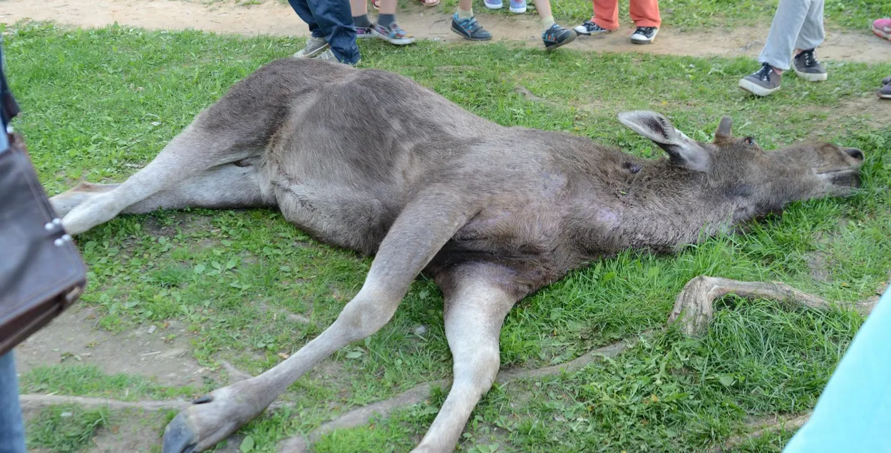 В Могилеве во дворе дома лежит убитый лось (фото) | Новости Беларуси |  euroradio.fm