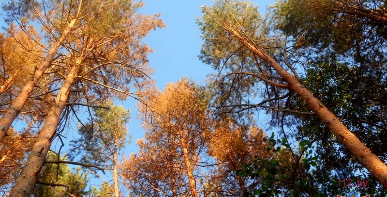 У Лельчыцкім раёне ліквідуюць заражэнне лесу (фота)
