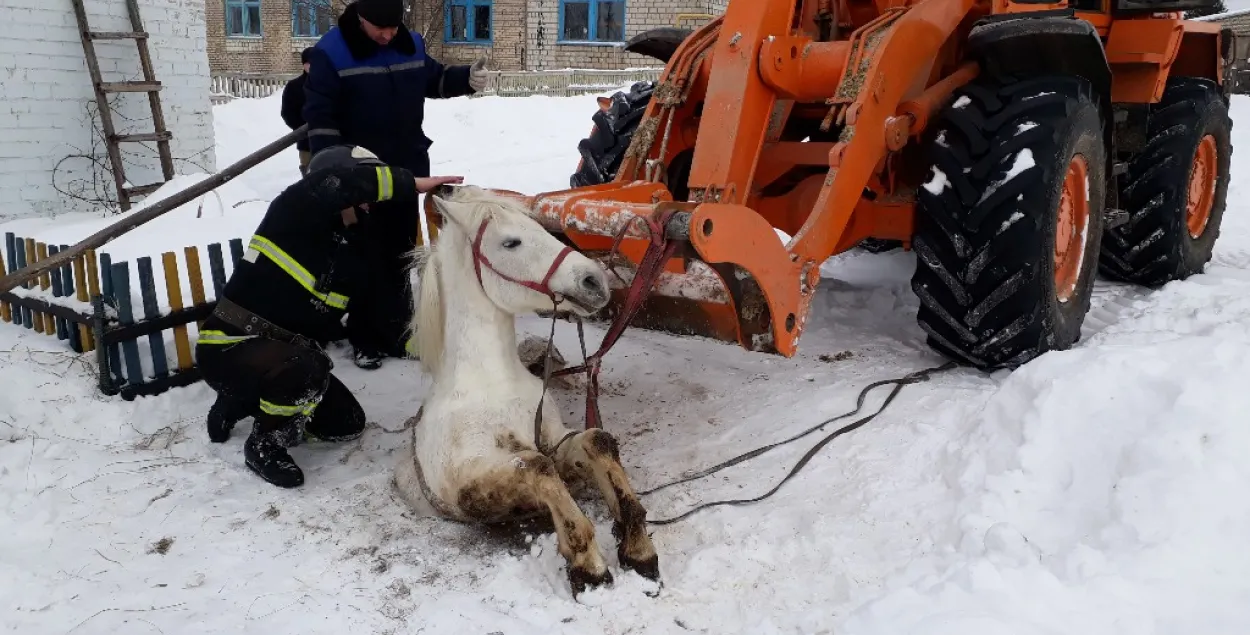 Як у Рагачоўскім раёне з каналізацыйнага калодзежа выцягвалі каня (фота)
