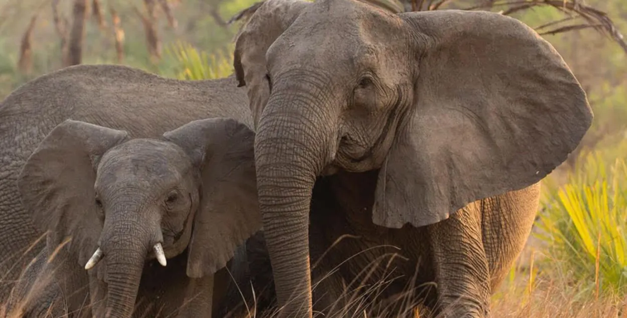 Стало известно, как браконьеры повлияли на эволюцию слонов в Африке