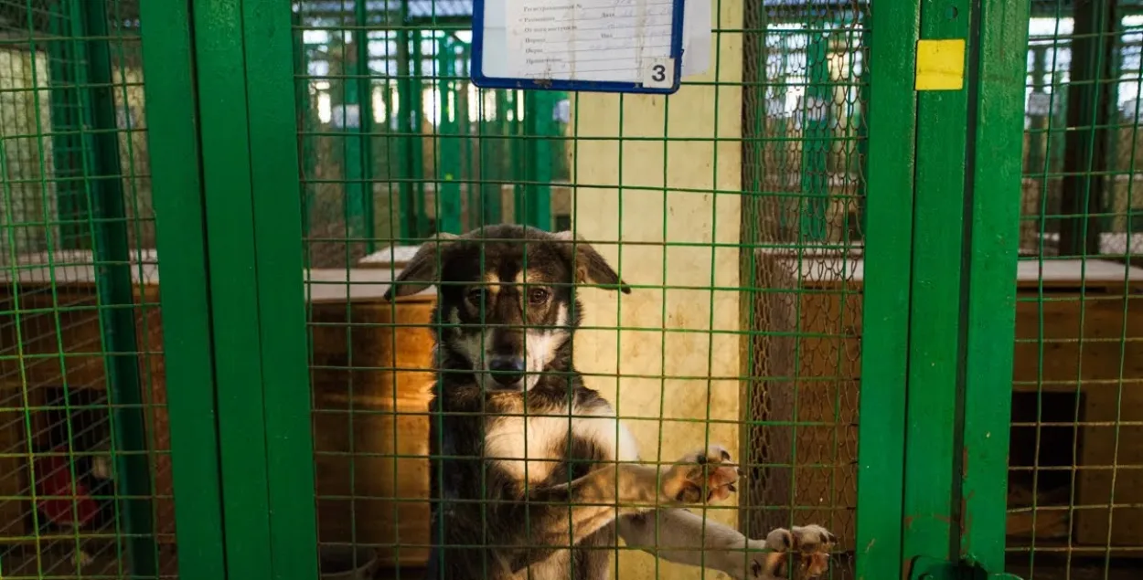 is keeping a dog in a kennel abuse