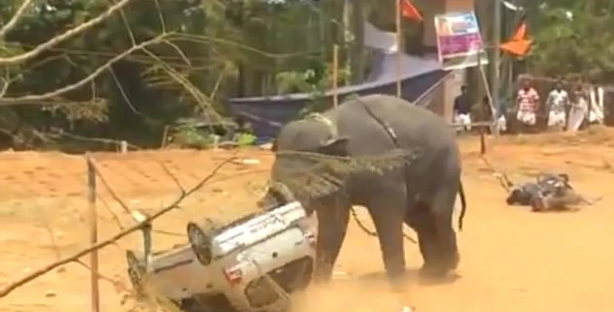 Раз'юшаны слон разагнаў удзельнікаў фестываля ў Індыі. Відэа
