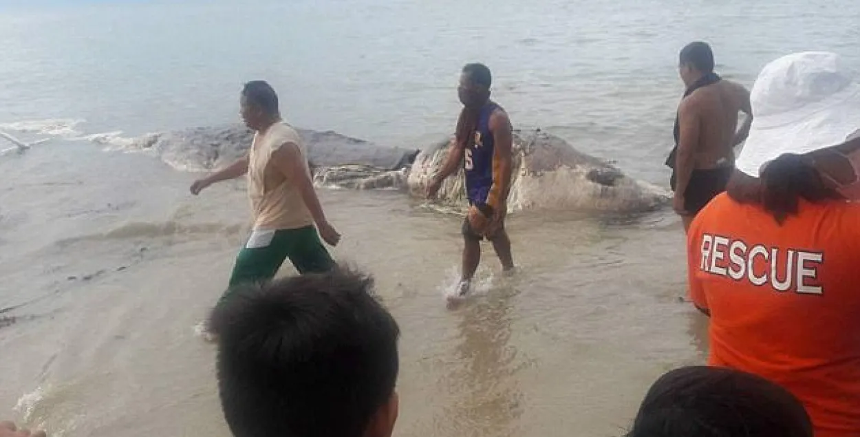 На Філіпінах знайшлі мёртвую 10-метровую “марскую пачвару” (фота, відэа)