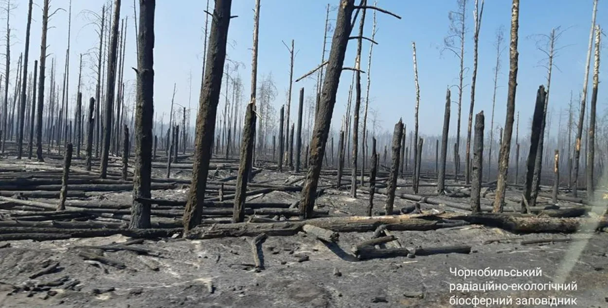 Жахлівы пейзаж: лес у Чарнобыльскай зоне пасля пажару