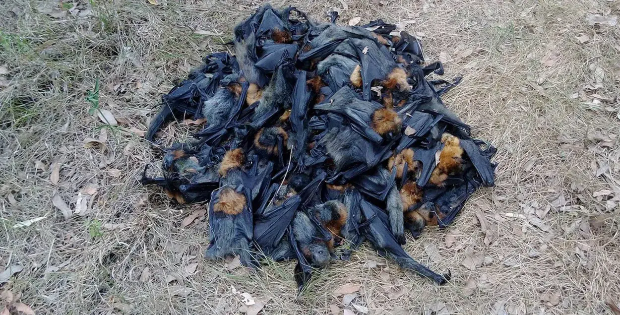 Анамальная спёка “зварыла” ў Аўстраліі тысячы кажаноў
